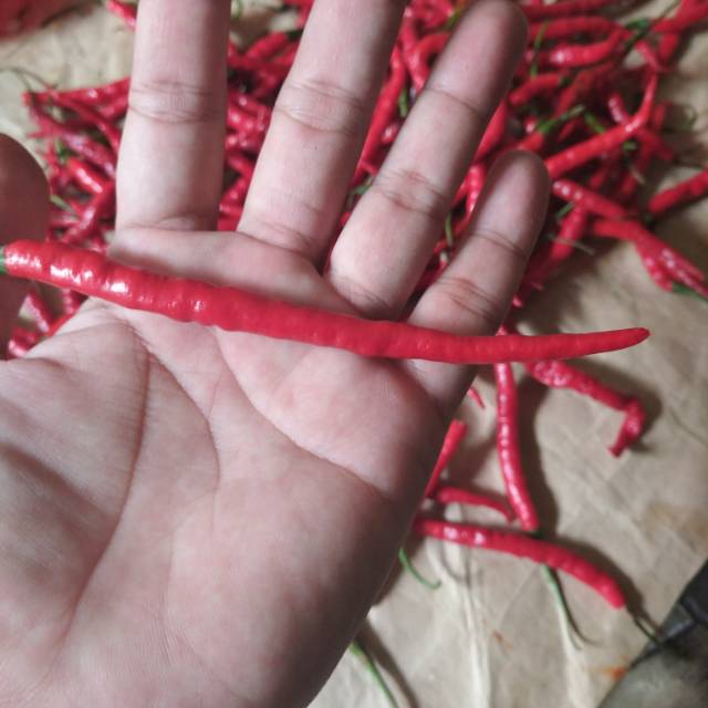 

Cabai keriting merah 1Kg