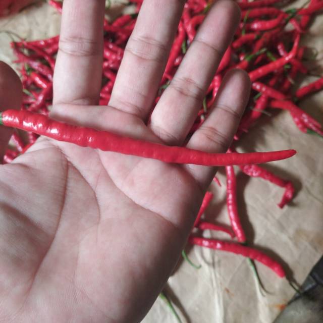 Cabai keriting merah 1Kg