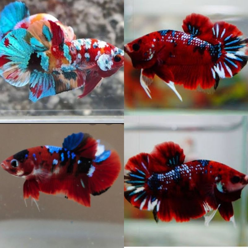 ikan cupang baby koi galaxi multicolor