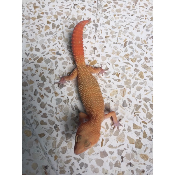 leopard gecko sunglow full ct
