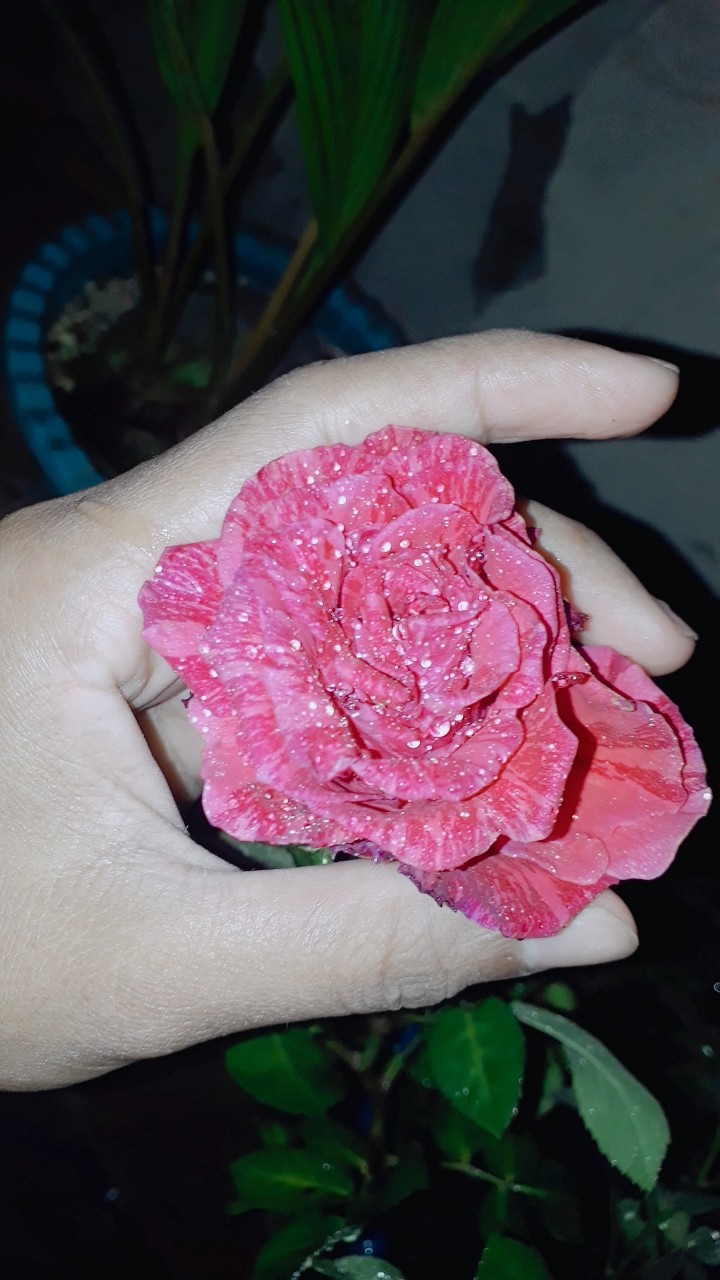 Paket Tanaman Bunga Mawar Mix 12 Pohon (1kg)