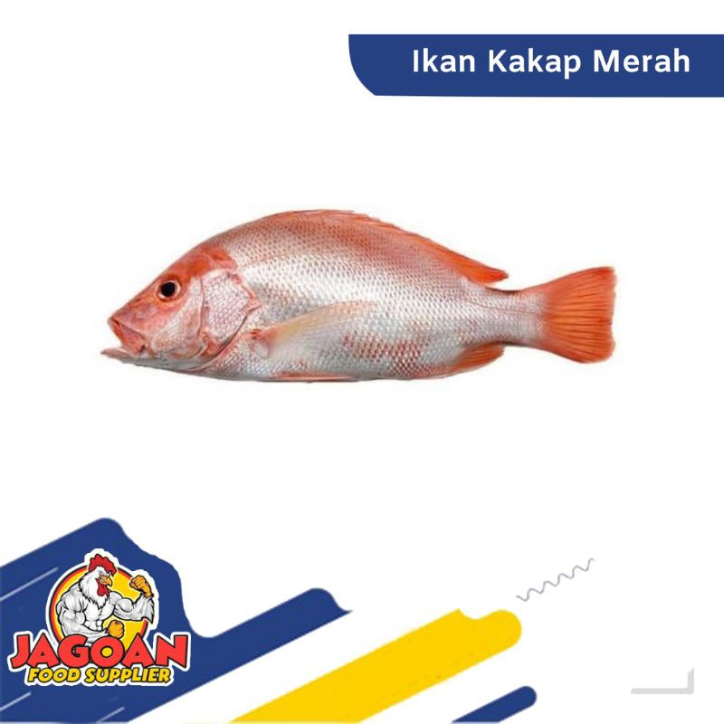 

Ikan Kakap Merah Per Kg / Ikan Segar