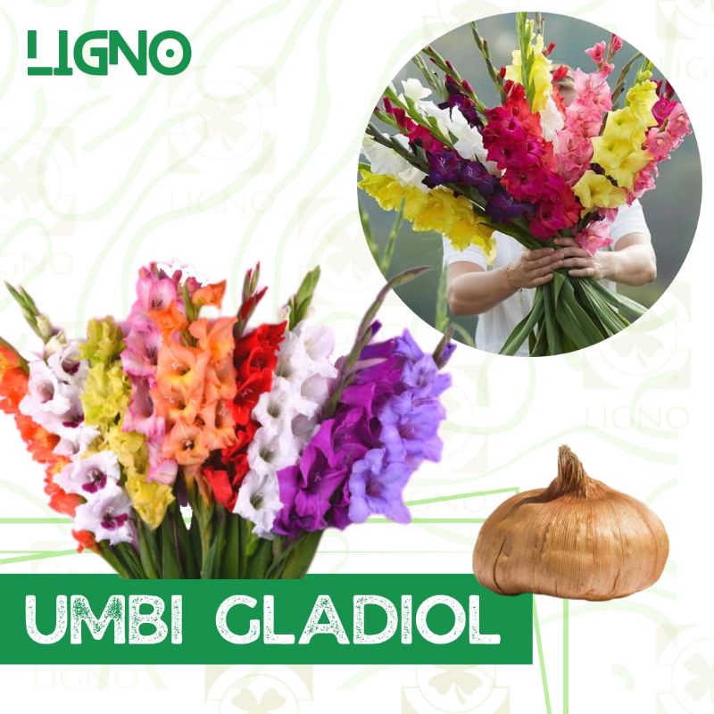 UMBI GLADIOL Warna Mix Bibit Bunga