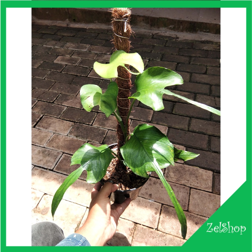 Epipremnum Skeleton Key  / Epip Skeleton Key Original