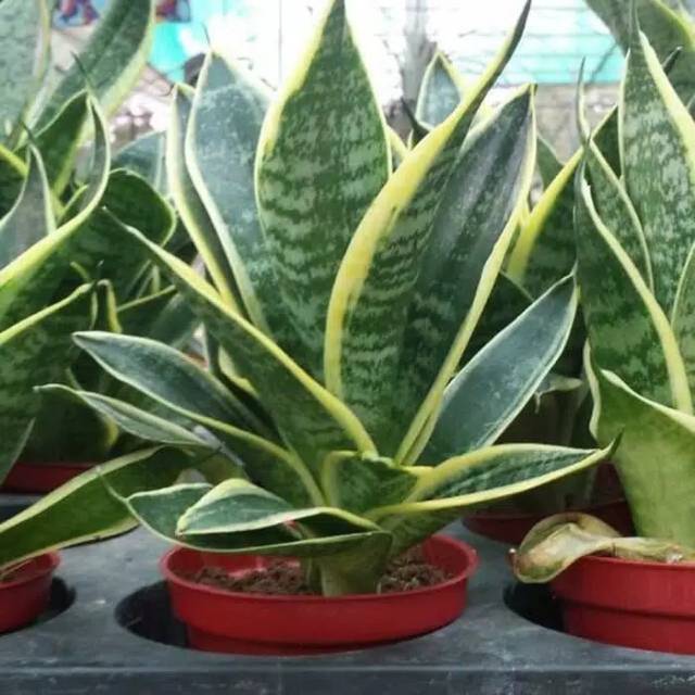 Tanaman hias sensipera mini