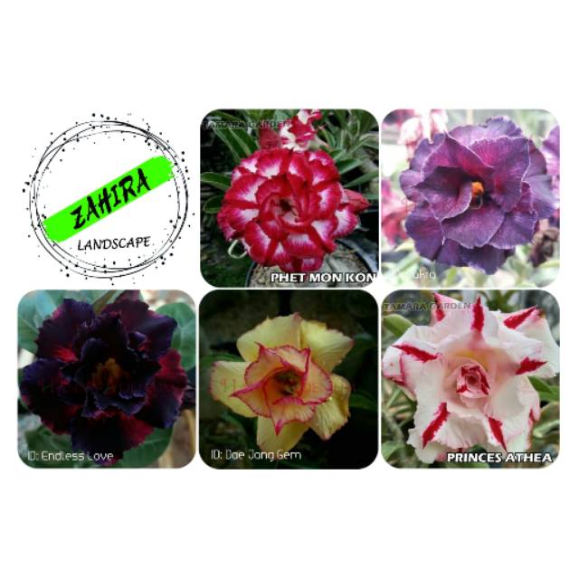 Paket (C2) 5 Bibit Kamboja Adenium Bunga Tumpuk - Tanaman Hias