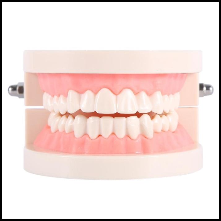 

Heaven | Model Gigi Dewasa Standar Typodont Demonstration Teeth Model Study