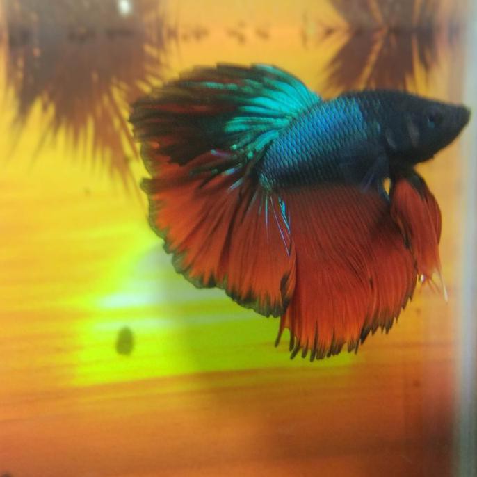 Ready Ikan Hias Cupang Halfmoon Slayer - Merah Muda, M