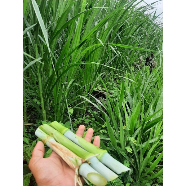 Bibit rumput biovitas bb biogen bonus bionutriss