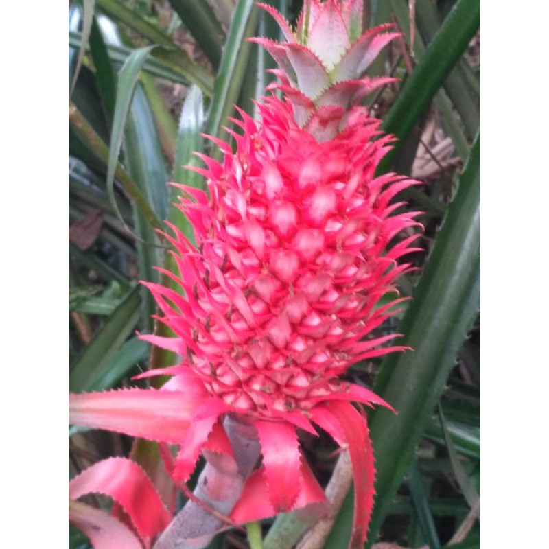 

paket hemat buah nanas merah asli nanas hutan 500 gram segar