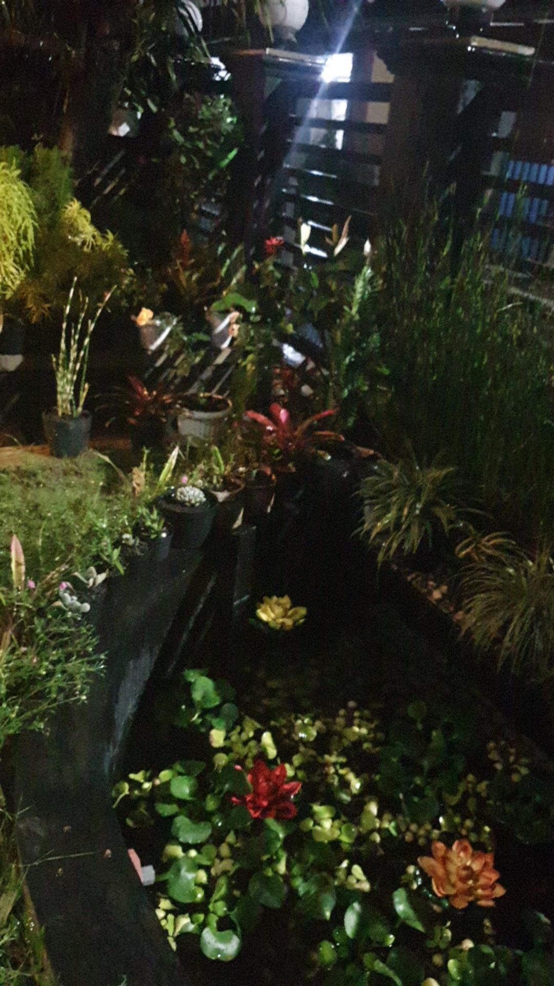 Tanaman Hias Bambu Air Variegata