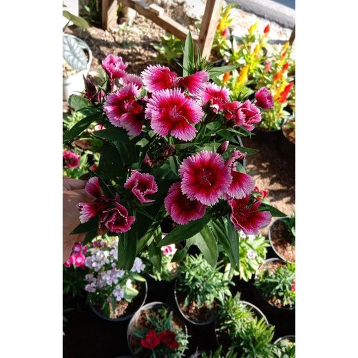 tanaman hias anyelir