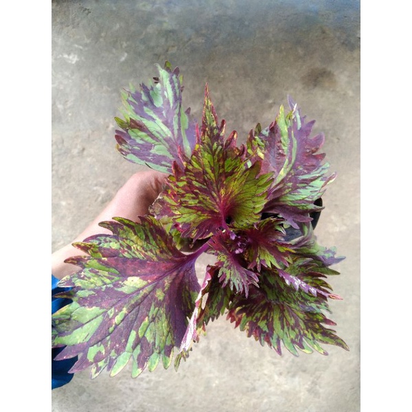 BUNGA MIANA PELANGI (RAINBOW COLEUS)