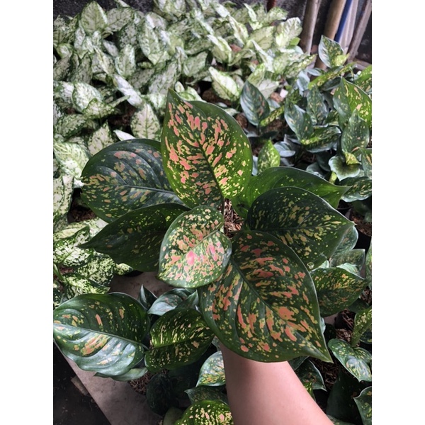 Aglaonema Ruby chiangmay