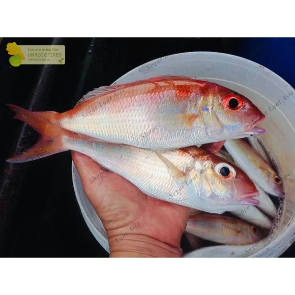 

Ikan Kurisi Segar 1Kg