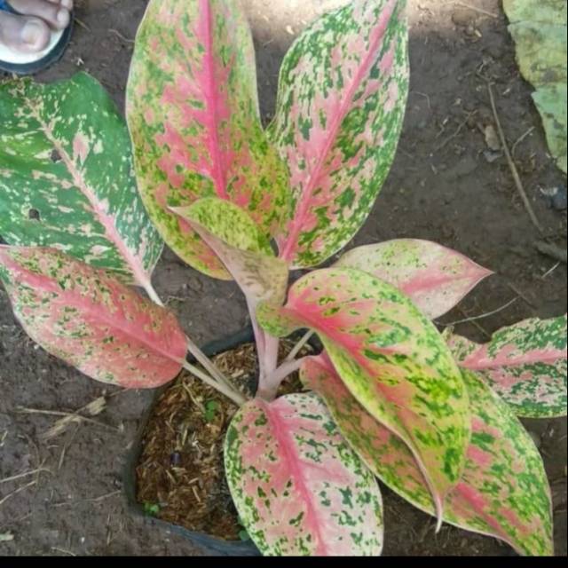 Tanaman Hias Aglonema Bigroy/Aglonema Bigroy