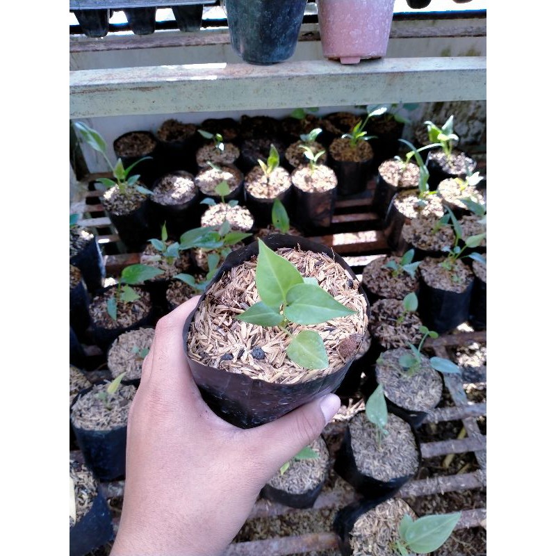 

anthurium burgundy hitam (biji)