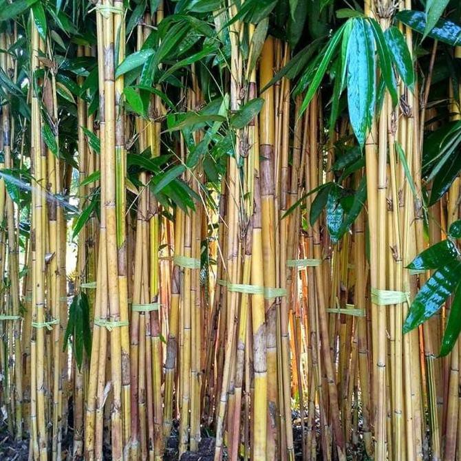 bambu kuning - bambu kuning - pohon bambu