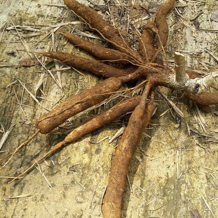 

Stek singkong manis 1kg
