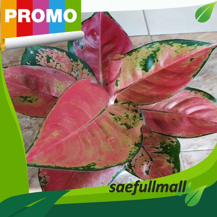 tanaman hias agloenema red kocin/aglonema red kocin remaja/sri rejeki dauh indah dan harga murah