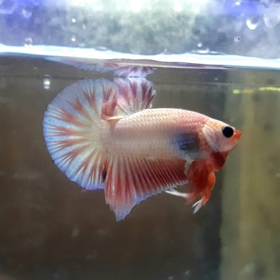 Ikan Cupang Plakat White Scale Jantan Form Bagus Buat Indukan