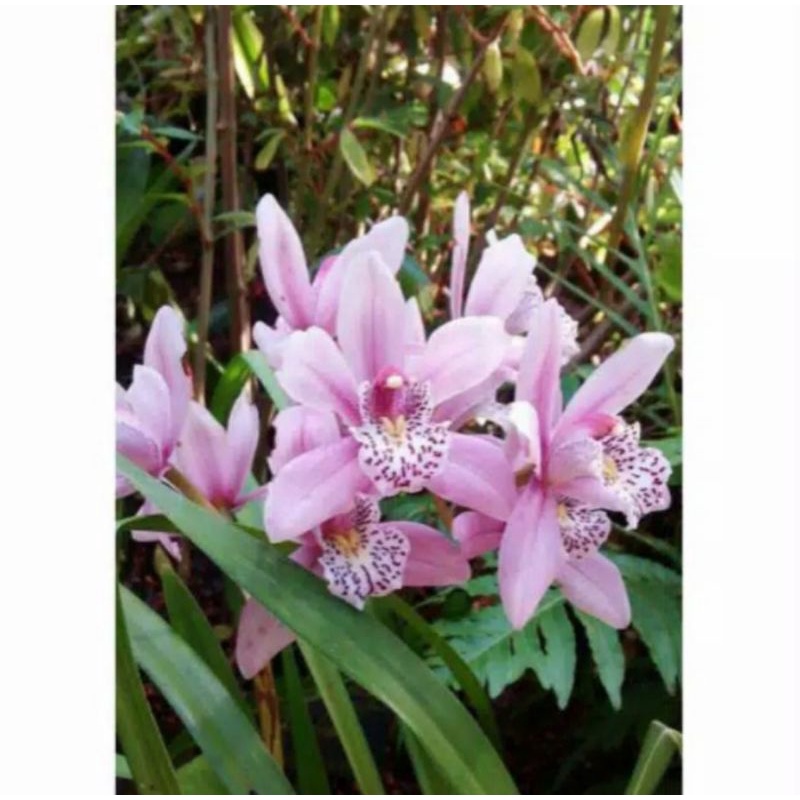 Anggrek Cymbidium Pink Total