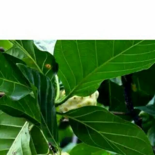 

Daun Mengkudu obat Herbal 10 lembar