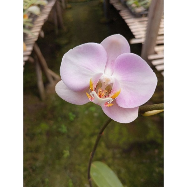 anggrek bulan afkiran pink sakura phalaenopsis hybrid bunga medium kondisi knop mekar