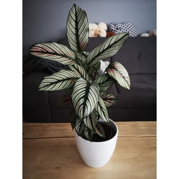 TANAMAN HIAS CALATHEA WHITE STAR MAJESTICA - TANAMAN HIAS HIDUP INDOOR CALATHEA