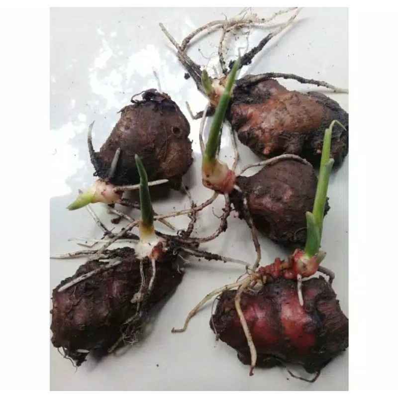 bibit jahe merah unggul