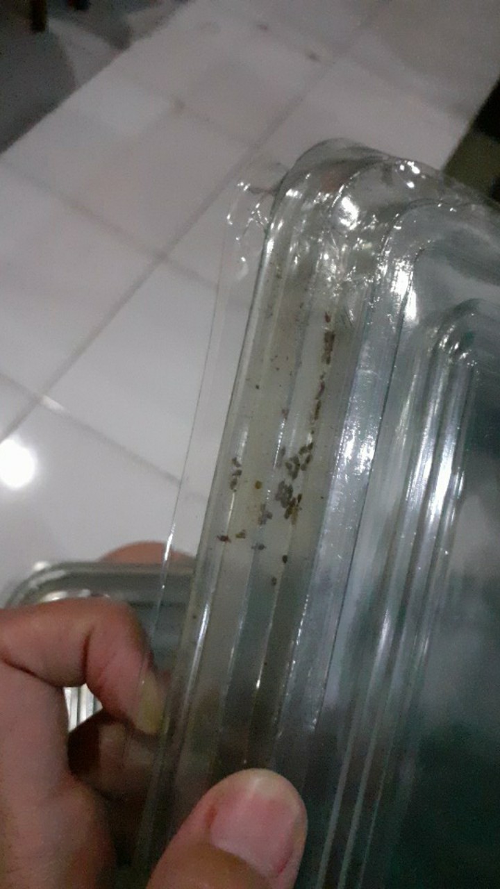 Mika Bento Sekat 5 / Box Bento Sekat 5 / Mika Bento Besar / Box Bento Besar / Bento Lubang 5