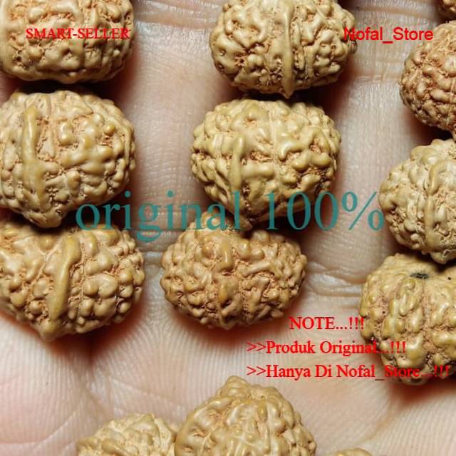 JENITRI RUDRAKSHA GANESHA BERCULA