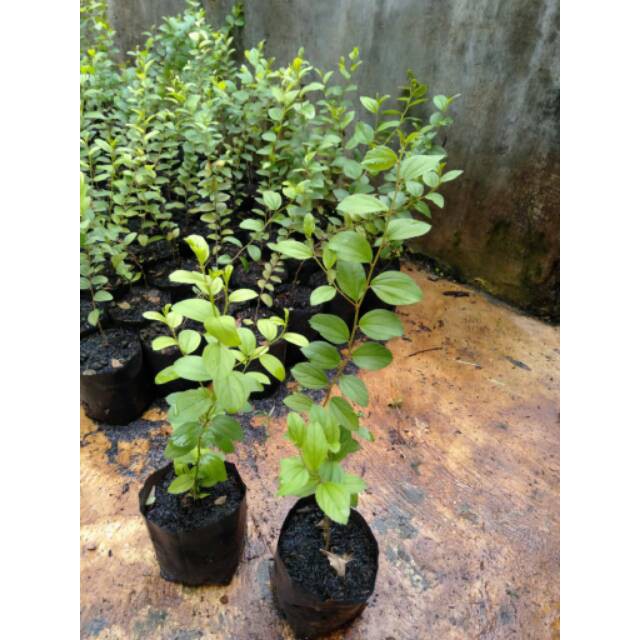 Bibit Pohon Bidara Arab Sidr / Benih Pohon Bidara Arab / Tanaman Bidara Arab