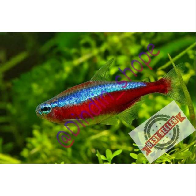 Aquascape Ikan Hias Neon Tetra Shopee Indonesia