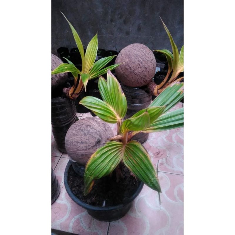 

Bonsai kelapa / Bibit bonsai kelapa