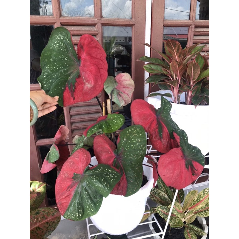 Keladi Baret Indukan