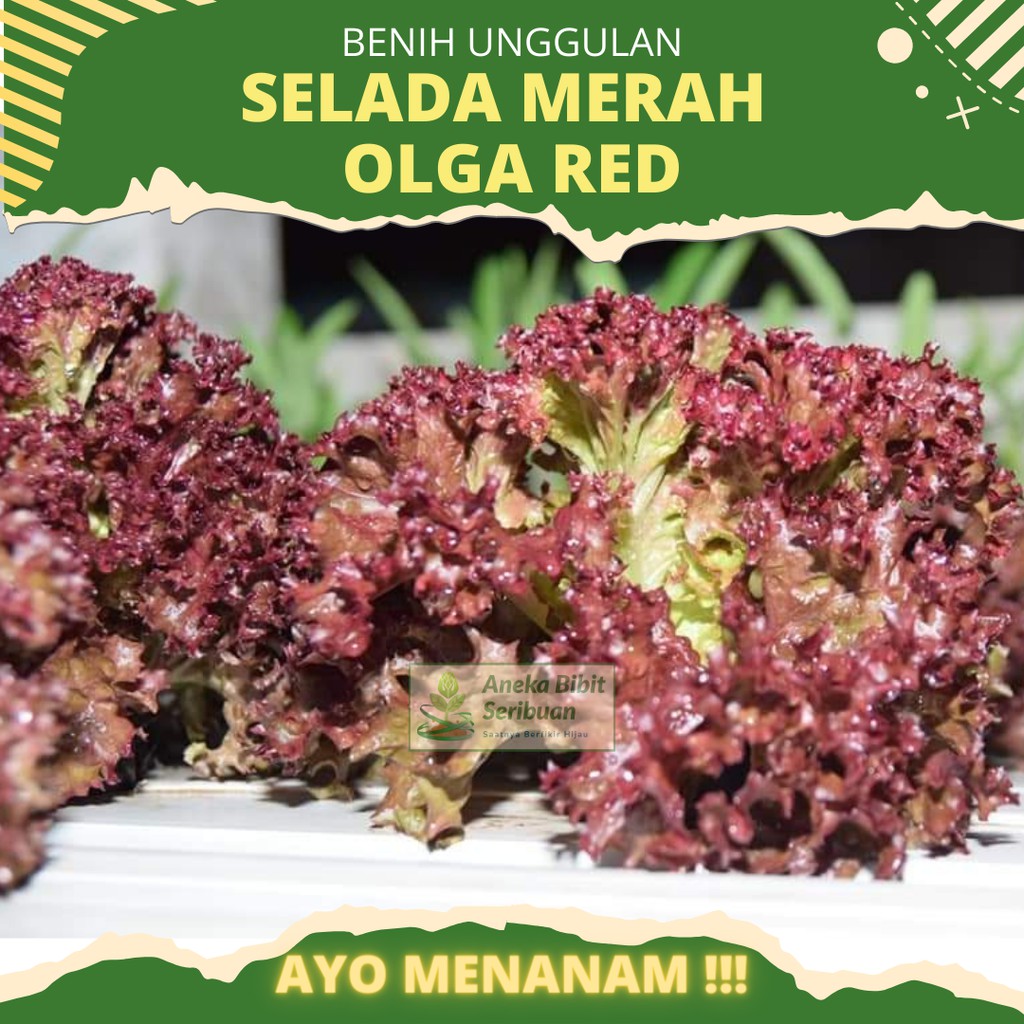 100 Biji - Benih Selada Keriting Merah Olga Red Lettuce - Bibit Tanaman Sayur Sayuran Seribuan