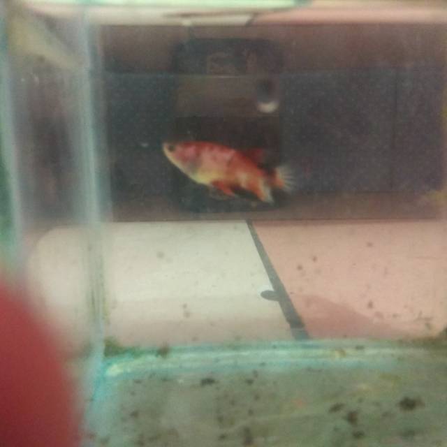 Ikan cupang nemo candy black unik female/betina