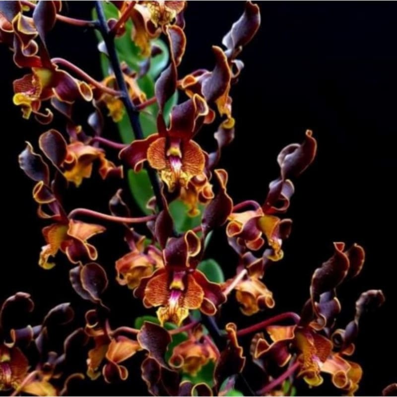 Seedling Anggrek Dendrobium Hybrid Ken Arok - Tanaman Hias Anggrek