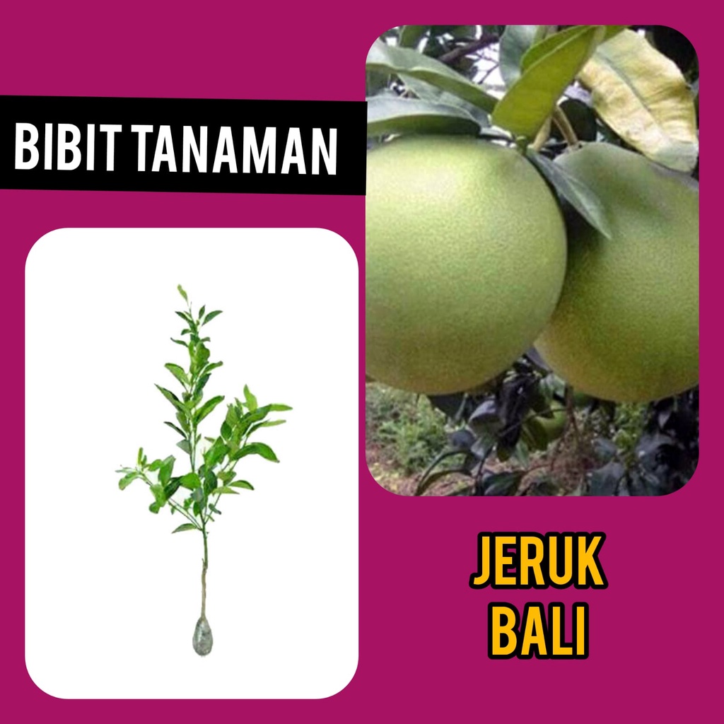 Bibit Jeruk Bali