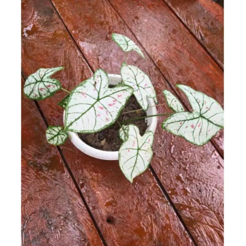 caladium strawberry star