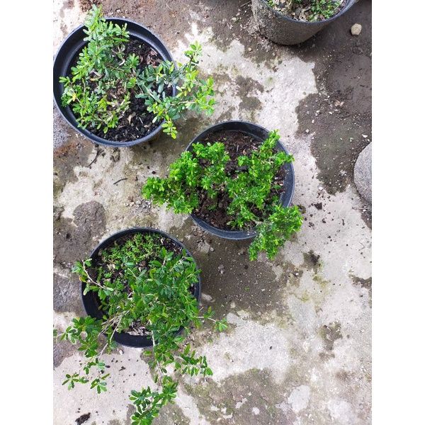 Paket Hemat 3 Pohon Saeng Simbur Mikro ( Thailand, Vietnam, Vietnam Varigata )