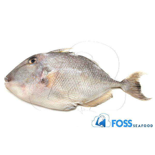 Foss Seafood Ikan Ayam Ayam Frozen Beku Size 200gr 300gr Shopee Indonesia