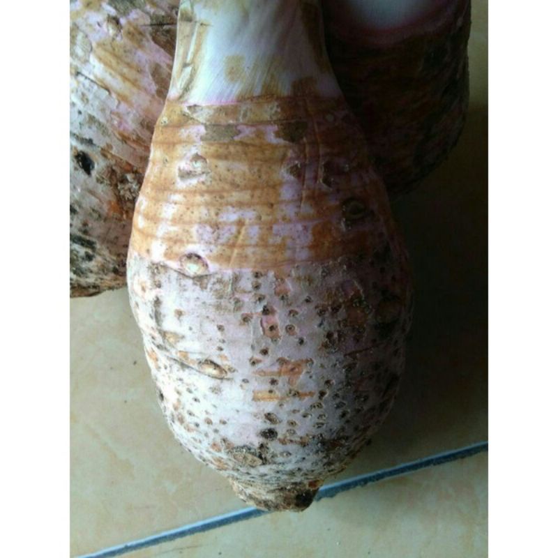 Jual TALAS BOGOR ASLI BOGOR 1 IKAT 3 BATANG Shopee Indonesia