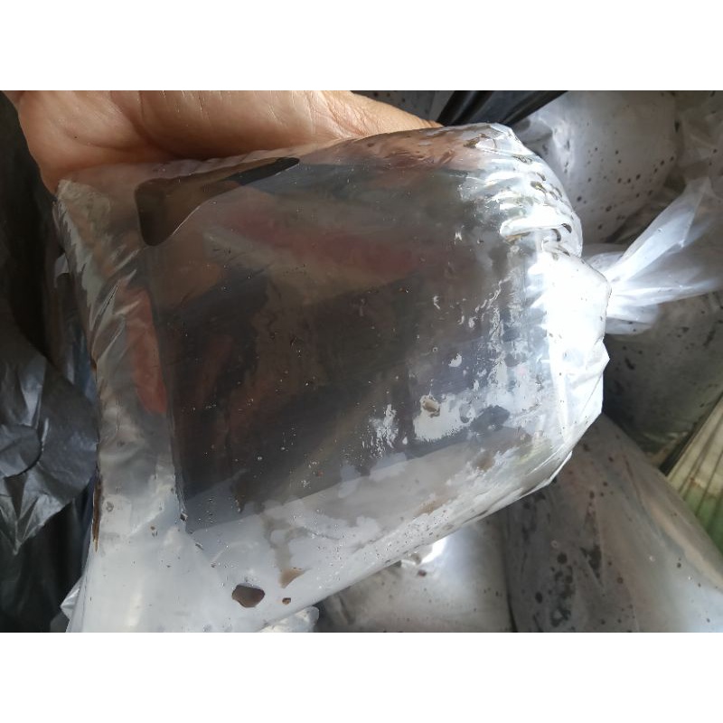 

Cincau Hitam Manis