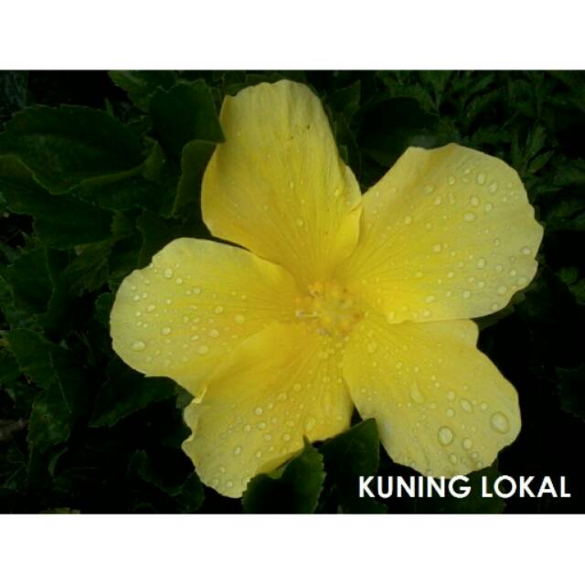 

Hibiscus Kuning Lokal