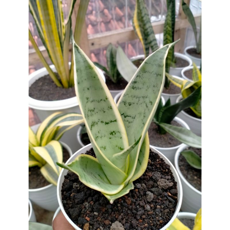 Sansevieria Hahnii Cream