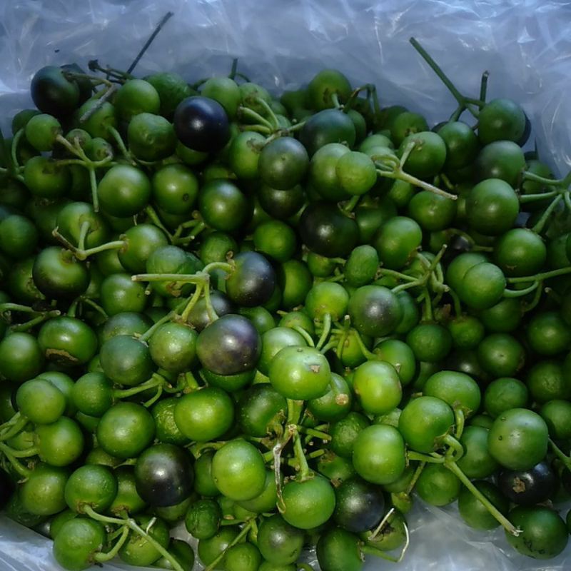

sayuran buah Leunca 250grm