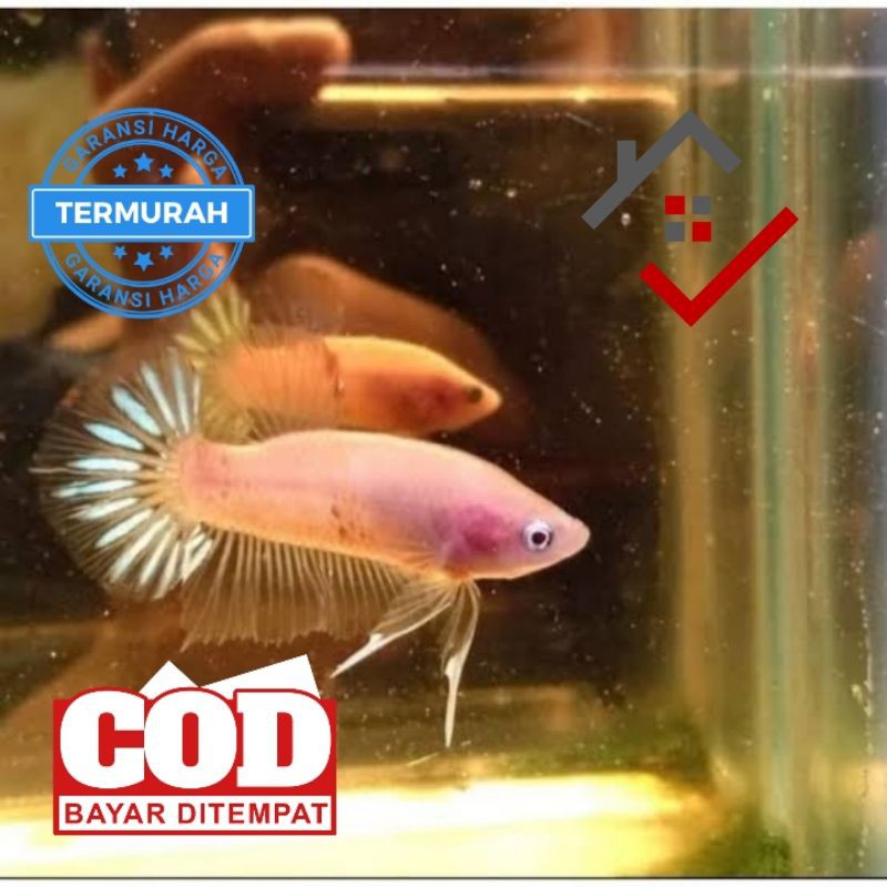 COD [PROMO] ANAKAN IKAN CUPANG CELLO BAHANAN LINE KOI NEMO FANCY MARBEL DLL