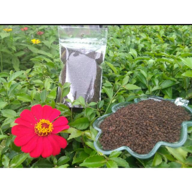 

teh hitam kwalitas premium
